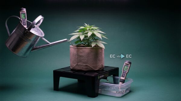 Cannabis richtig düngen - DrainMaster